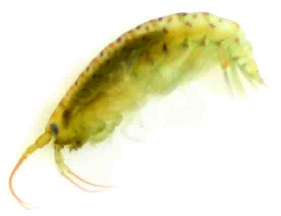 Burrowing amphipod:1